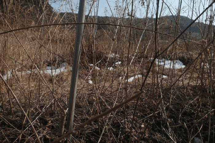 충청남도 부여군 규암면 신성리 526-1 전 경매 사진 16