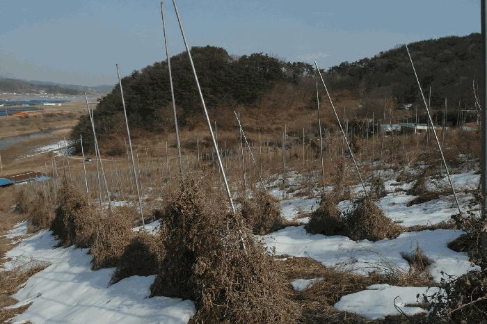 충청남도 부여군 규암면 신성리 526-1 전 경매 사진 5