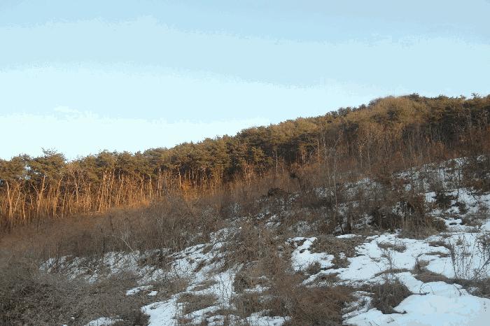 충청남도 부여군 규암면 신성리 526-1 전 경매 사진 8