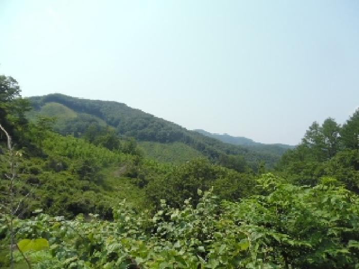 전북특별자치도 진안군 주천면 무릉리 산17-11 임야 경매 사진 7