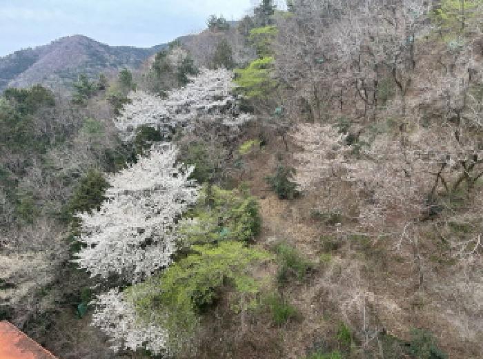 경상남도 거제시 옥포동 산150-2 임야 경매 사진 5