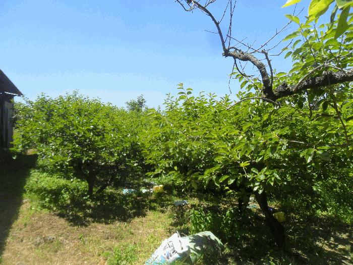 경상남도 창녕군 계성면 명리 191 답 경매 사진 5