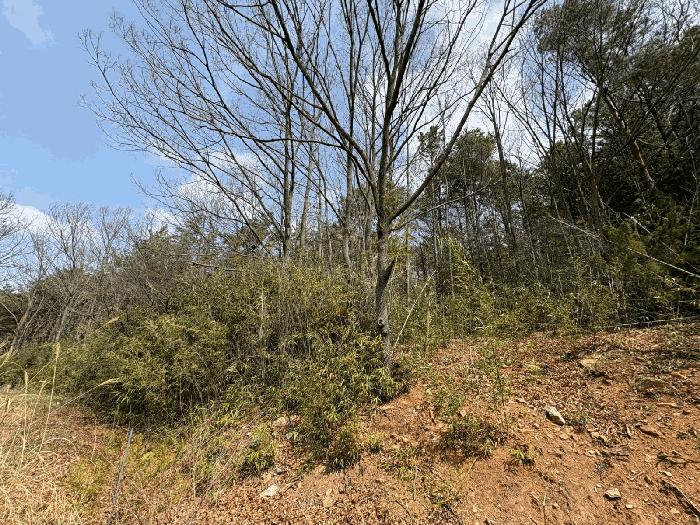전라남도 무안군 청계면 청계리 산68 임야 경매 사진 4