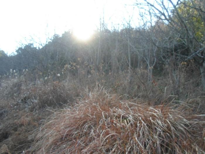 전라남도 완도군 금일읍 충동리 430-3 전 경매 사진 1