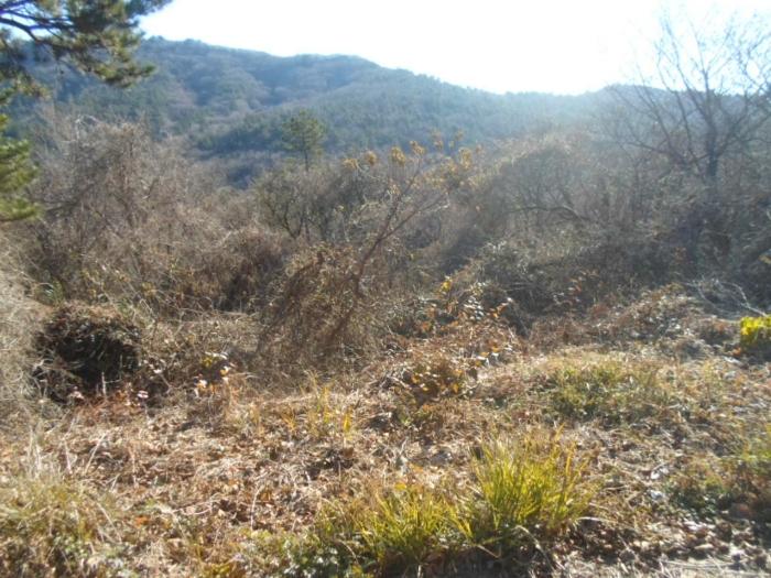 전라남도 완도군 금일읍 충동리 430-3 전 경매 사진 11