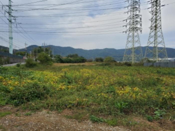 전라남도 보성군 벌교읍 전동리 486-4 답 경매 사진 19
