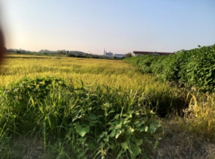 경기도 평택시 고덕면 좌교리 749-21 답 경매 사진 8