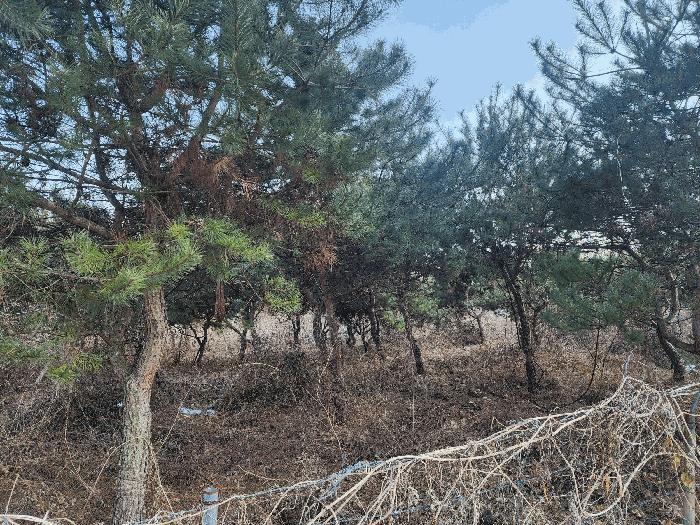 충청북도 영동군 용산면 부상리 622-1 대지 경매 사진 8