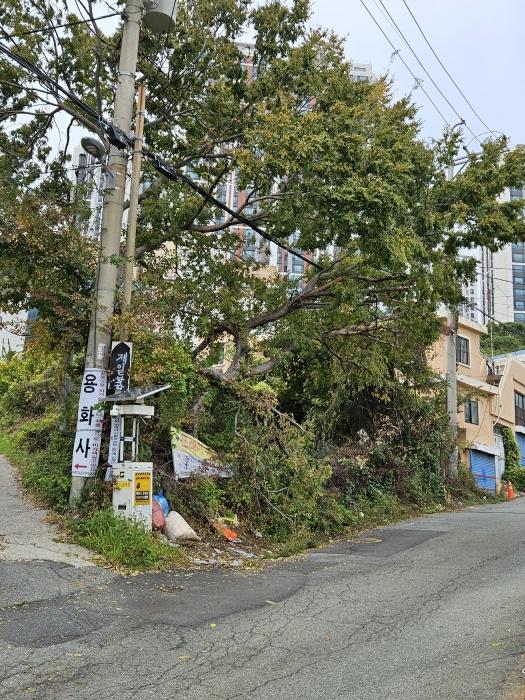 부산광역시 사하구 구평동 산58-6 임야 경매 사진 1