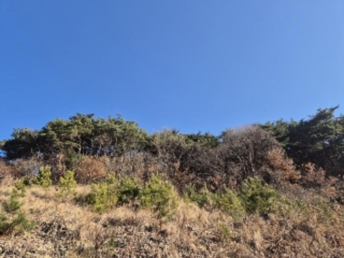 전라남도 화순군 화순읍 이십곡리 산136-1 임야 경매 사진 5