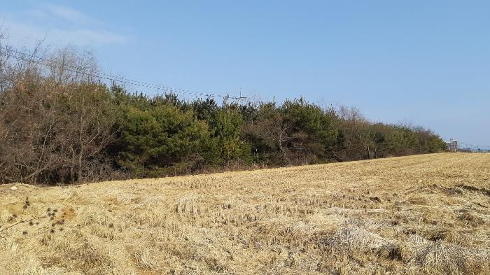 경상북도 포항시 북구 청하면 필화리 590 답 경매 사진 2