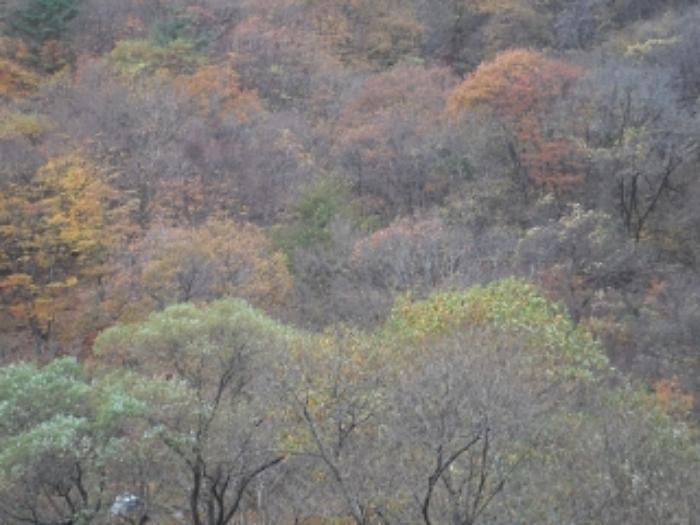 경상남도 밀양시 단장면 구천리 2272 임야 경매 사진 9