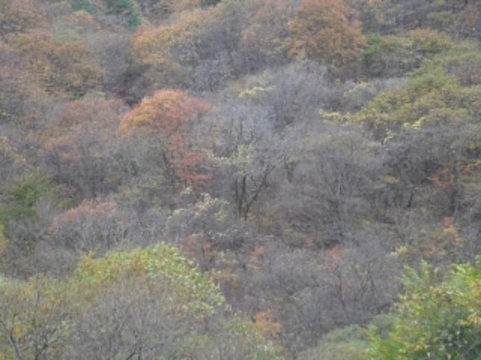경상남도 밀양시 단장면 구천리 2276 하천 경매 사진 8