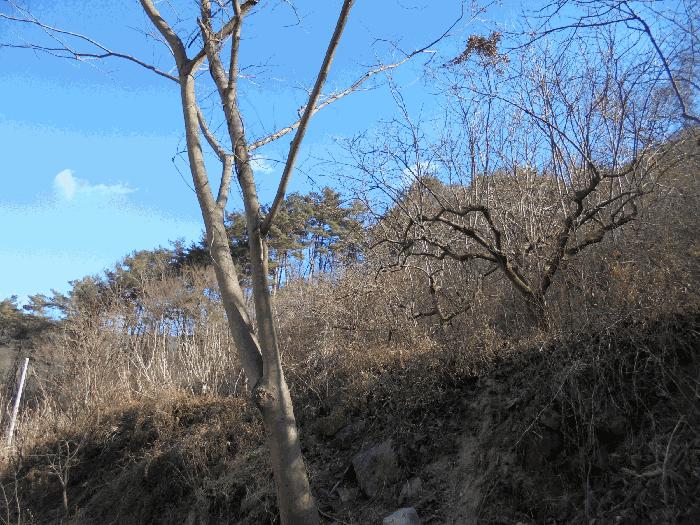 경상남도 밀양시 단장면 범도리 1323 하천 경매 사진 6