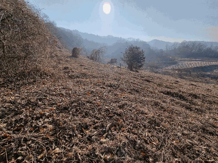 충청북도 충주시 소태면 양촌리 산33 임야 경매 사진 2