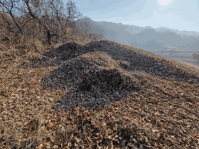 충청북도 충주시 소태면 양촌리 산33 임야 경매 사진 8