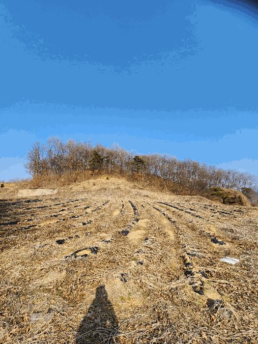 충청북도 음성군 금왕읍 각회리 산104-8 임야 경매 사진 3