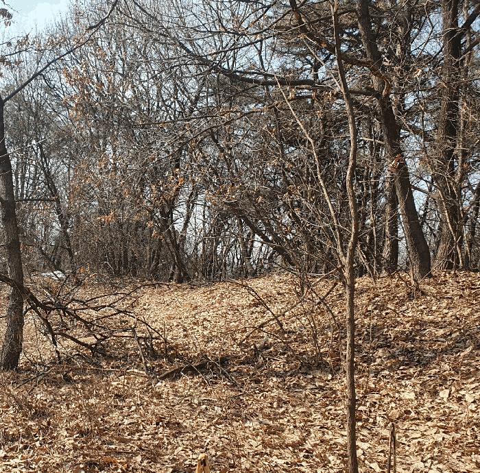 충청북도 음성군 삼성면 상곡리 산50-1 임야 경매 사진 8