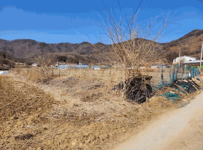 충청북도 음성군 원남면 덕정리 135 전 경매 사진 5