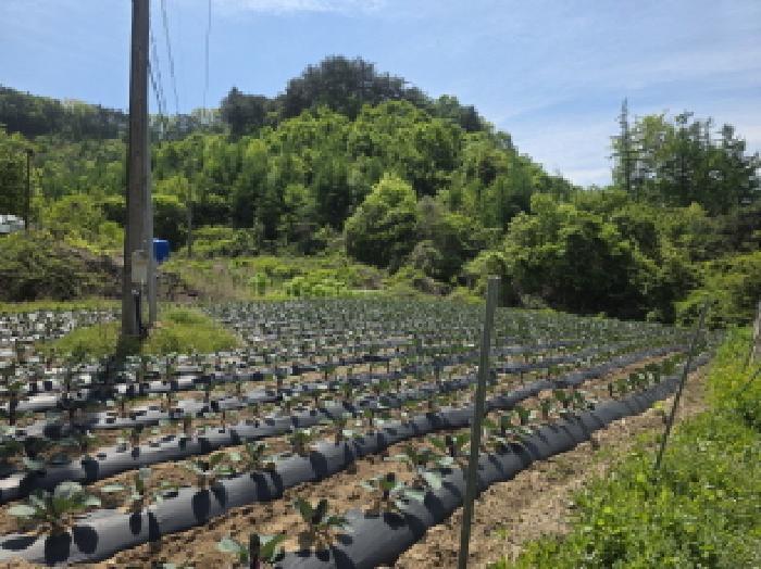 충청북도 제천시 금성면 활산리 129 전 경매 사진 6