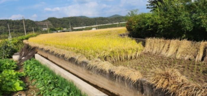 경상북도 안동시 일직면 귀미리 1065-7 답 경매 사진 3