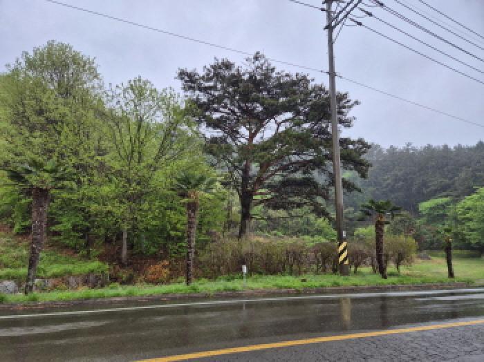 경상남도 고성군 동해면 장기리 산191 임야 경매 사진 7