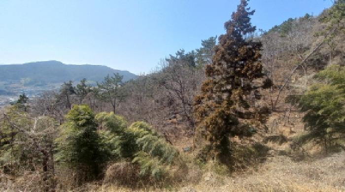 경상남도 거제시 장목면 농소리 산50-3 임야 경매 사진 10