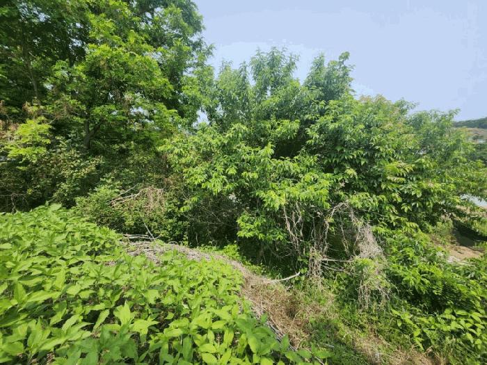 충청북도 진천군 광혜원면 죽현리 620 전 경매 사진 3