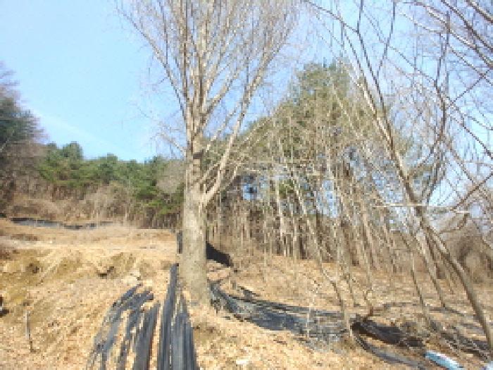 충청남도 금산군 진산면 묵산리 산77-1 임야 경매 사진 16