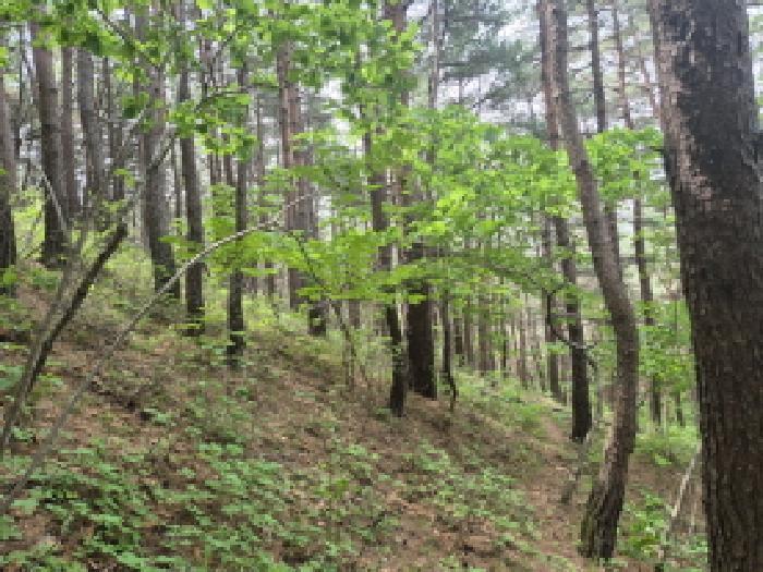 강원특별자치도 고성군 거진읍 화포리 산26 묘지 경매 사진 4