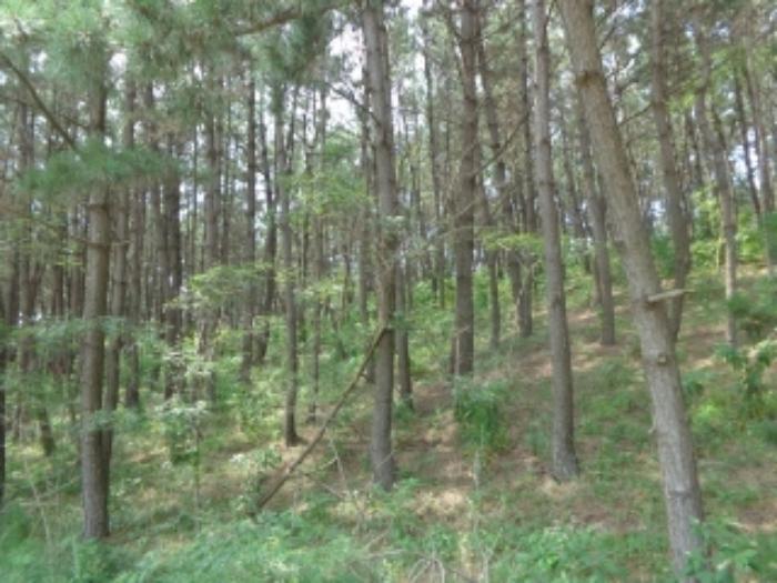 충청남도 태안군 원북면 신두리 산305-2 임야 경매 사진 31