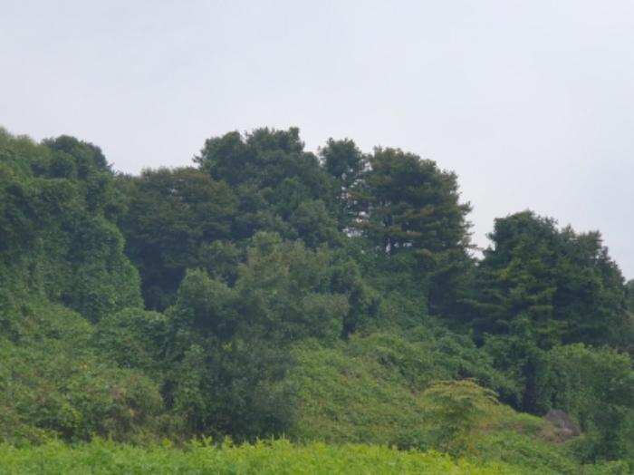 경기도 가평군 상면 항사리 산156 임야 경매 사진 12