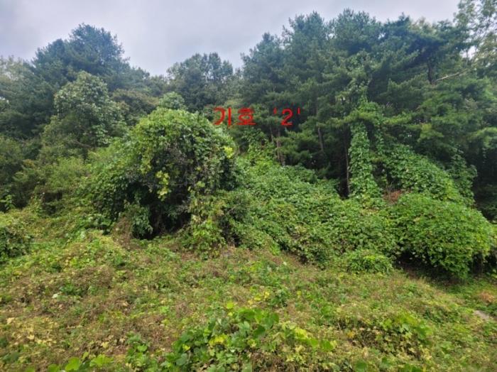 경기도 가평군 상면 항사리 산156 임야 경매 사진 5