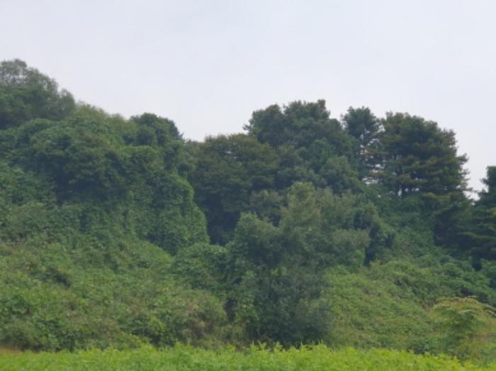 경기도 가평군 상면 항사리 산156 임야 경매 사진 9