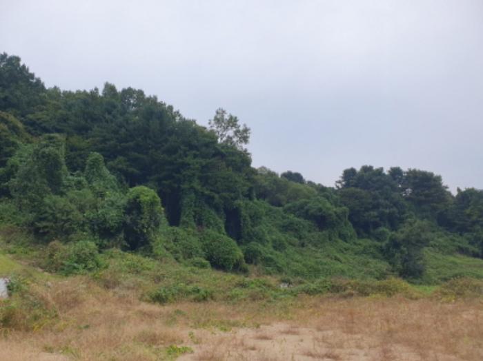 경기도 가평군 상면 항사리 577-3 임야 경매 사진 10