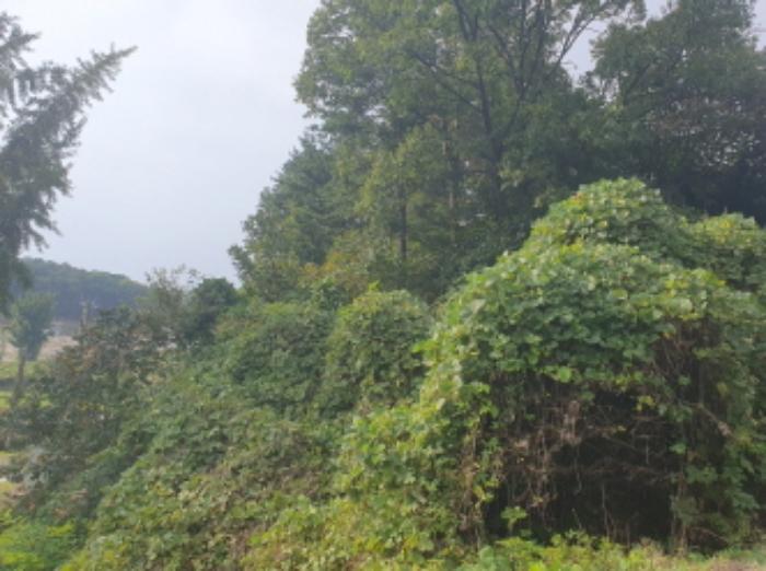 경기도 가평군 상면 항사리 577-3 임야 경매 사진 8