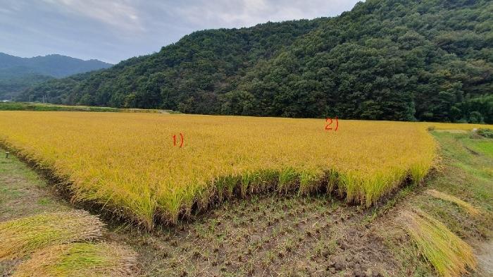 경상남도 의령군 대의면 중촌리 387 답 경매 사진 1