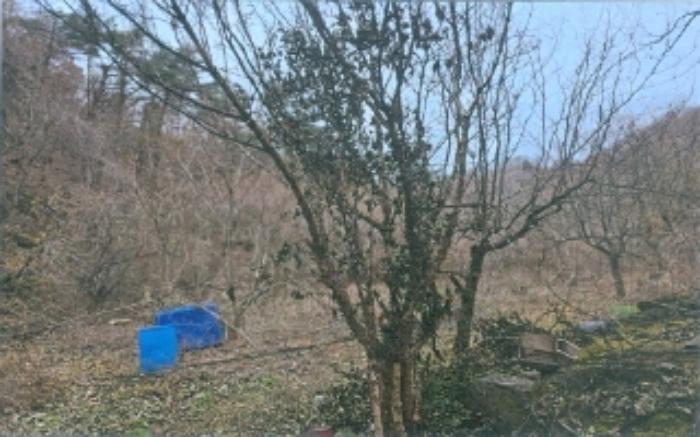 강원특별자치도 삼척시 마평동 49 전 경매 사진 16