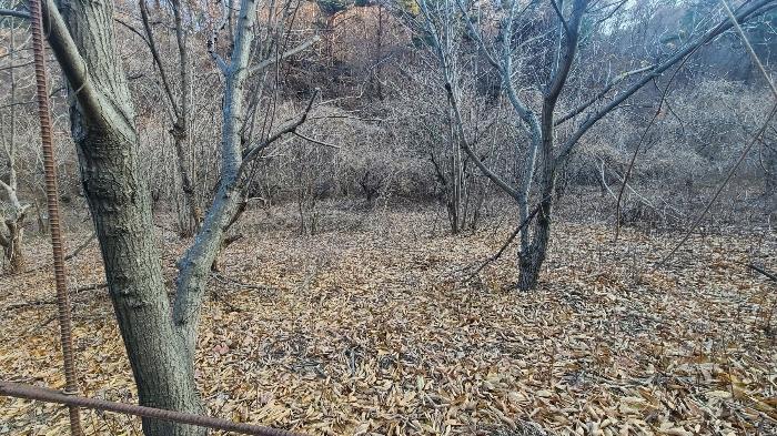 강원특별자치도 삼척시 마평동 49 전 경매 사진 4