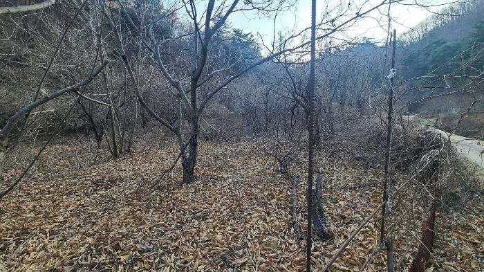 강원특별자치도 삼척시 마평동 49 전 경매 사진 8