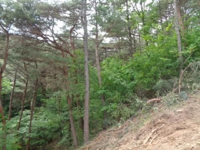 전북특별자치도 김제시 금산면 청도리 산351 임야 경매 사진 55