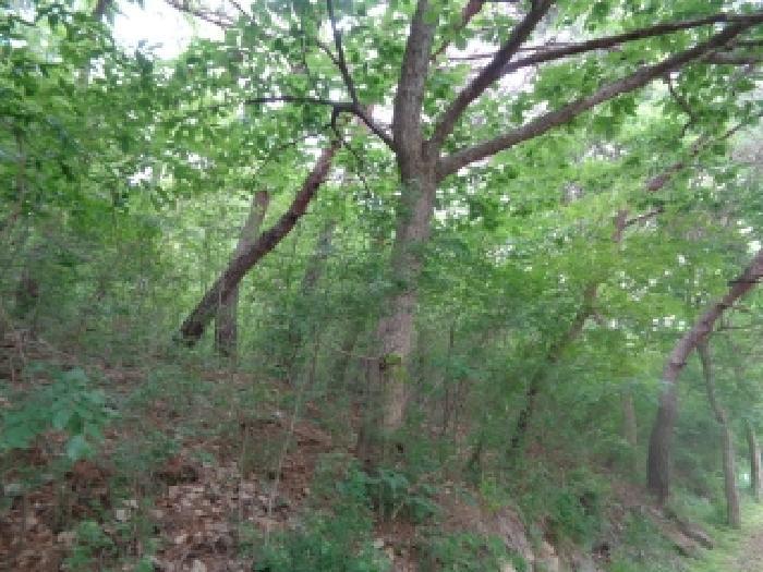 전북특별자치도 김제시 금산면 청도리 산351 임야 경매 사진 59