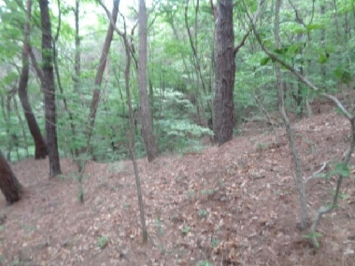 전북특별자치도 김제시 금산면 청도리 산351 임야 경매 사진 68