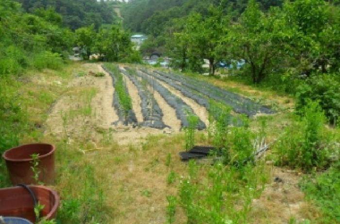 전북특별자치도 정읍시 산외면 정량리 산72 임야 경매 사진 31