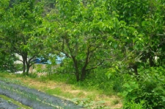 전북특별자치도 정읍시 산외면 정량리 산72 임야 경매 사진 35