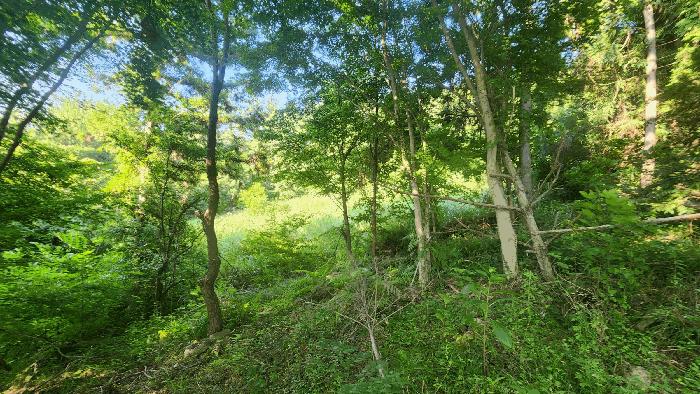 전라남도 여수시 돌산읍 금봉리 산561 임야 경매 사진 1