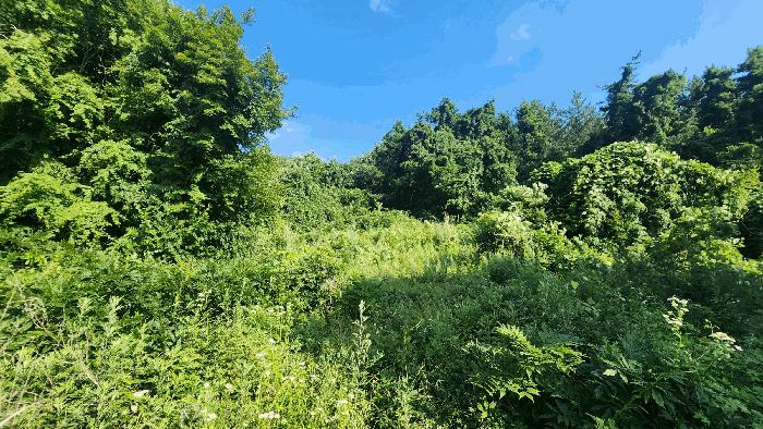전라남도 여수시 돌산읍 금봉리 산561 임야 경매 사진 2