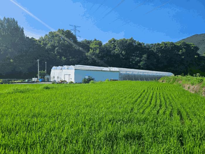 전라남도 구례군 마산면 마산리 244-1 답 경매 사진 1