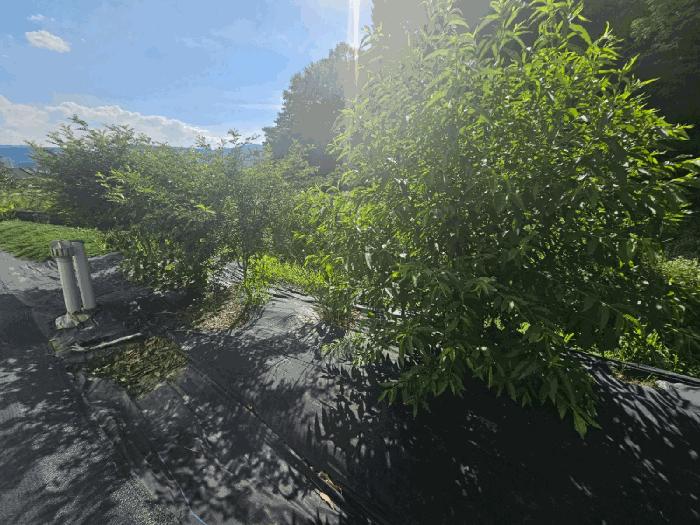 전라남도 구례군 마산면 마산리 244-1 답 경매 사진 16
