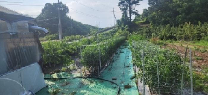 전라남도 구례군 마산면 마산리 244-1 답 경매 사진 42